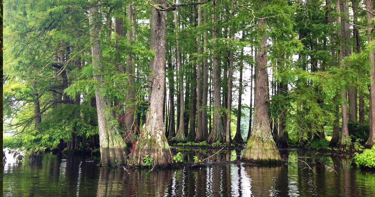 A cypress swamp