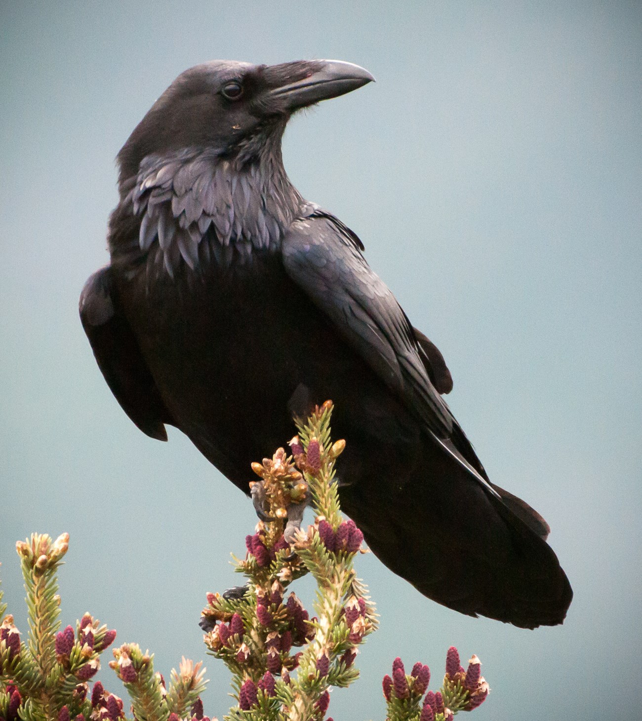 Large black-colored bird with stout, slightly curved bill.