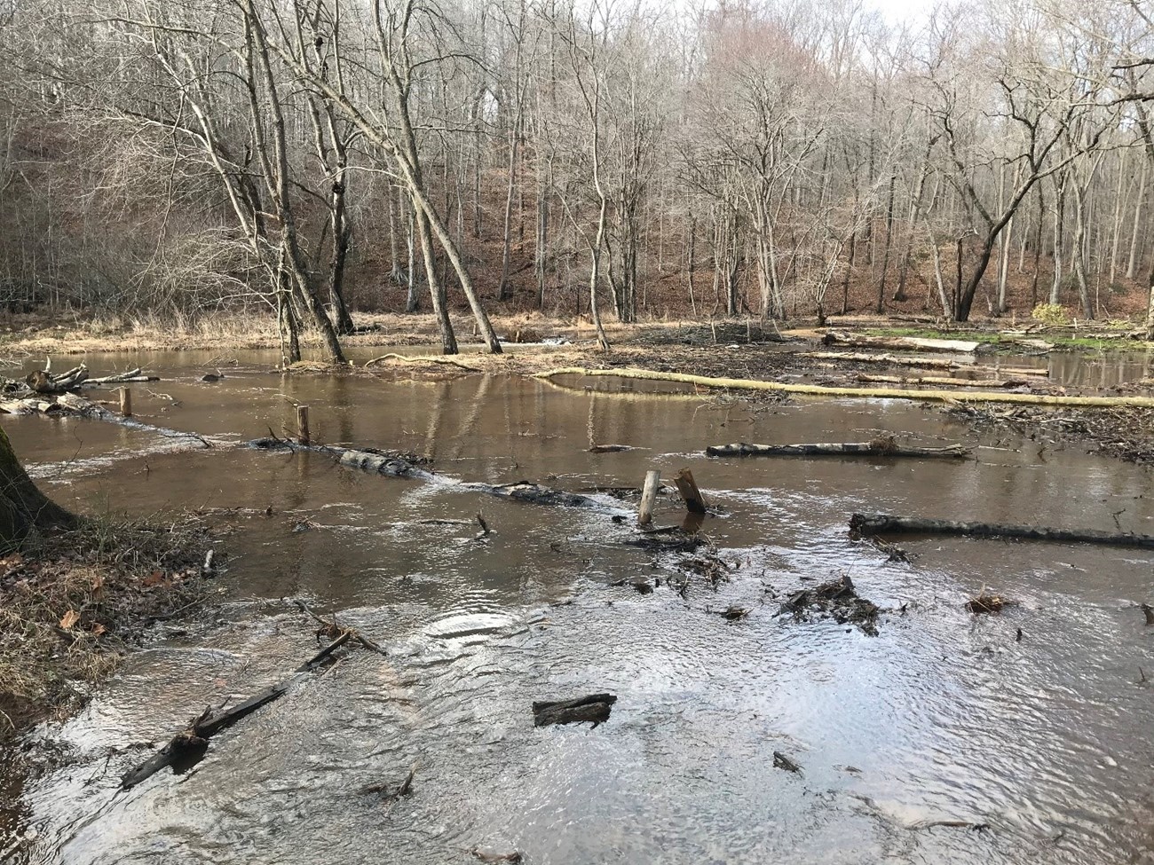 A shallow veil of water spread across the entire ground surface with some trees standing tall and upright while others lay fallen in the water