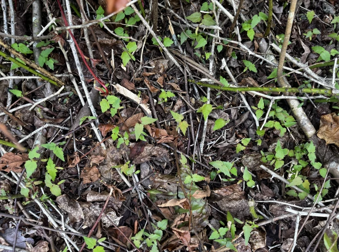 Top view of red maple seedlings sprouting through the dirt and twigs on the ground.