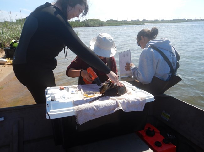 Three park interns and staff stand and crouch in shallow water with a horseshoe crab abd supplies on a white lid. One intern drills a tag into the crab.