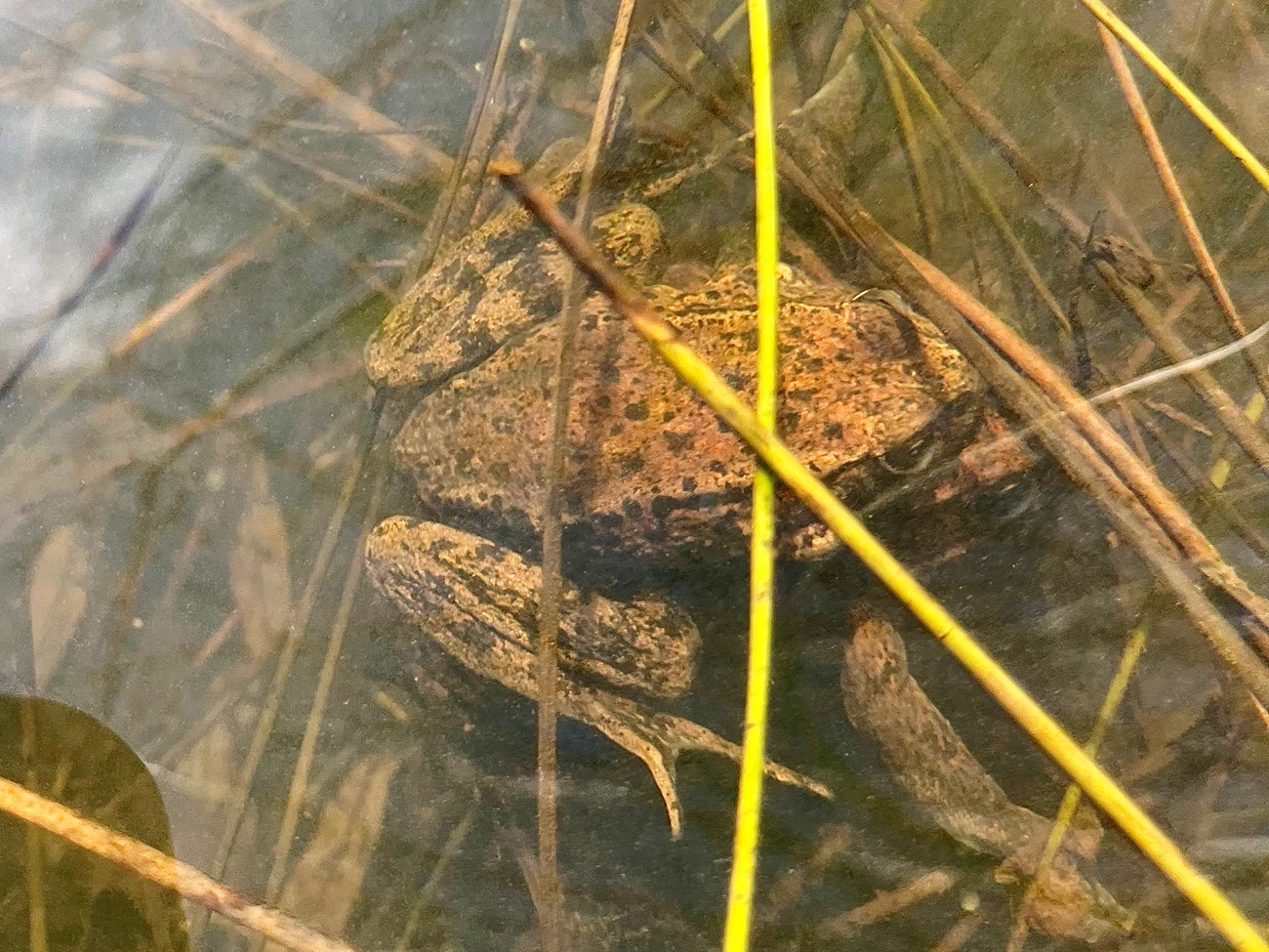 Two frogs underwater among aquatic vegetation. One is holding on to the other from above.