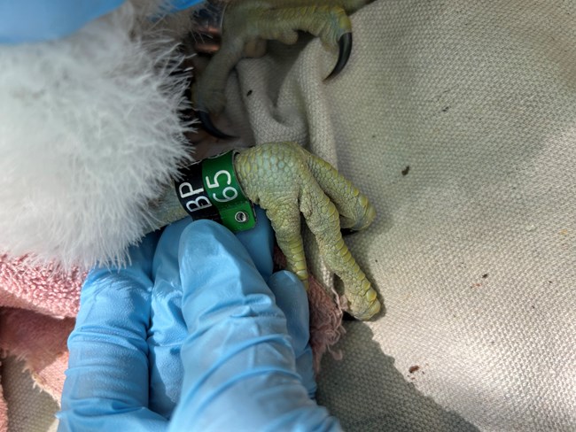 Blue-gloved fingers fit a metal band to a falcon chick's leg