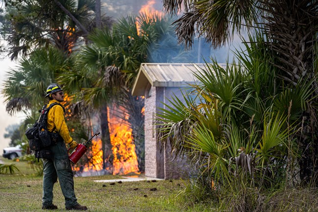 A wildland firefighter holding a drip torch keeps an eye on a fire near a structure with palm trees nearby