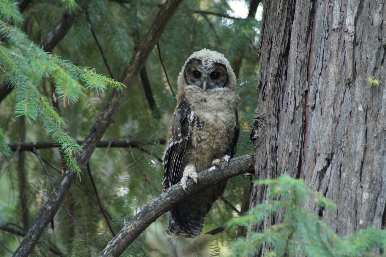 Owl nestling with dark eyes and downy feathers on head and chest, perched on a tree branch.