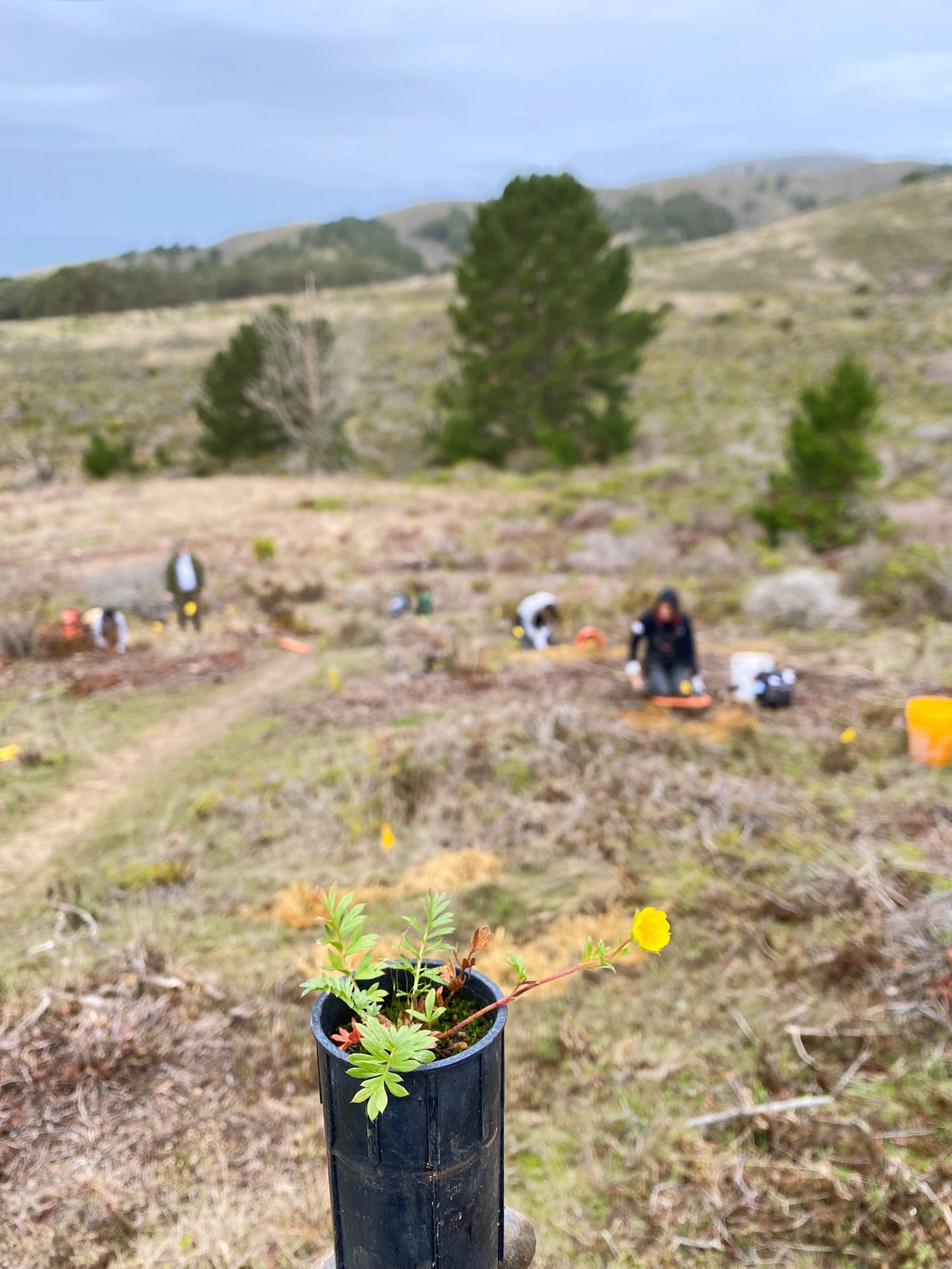 Seedling sporting a small yellow flower in a black container, against an out-of-focus backdrop of people planting seedlings on hillside overlooking the ocean.