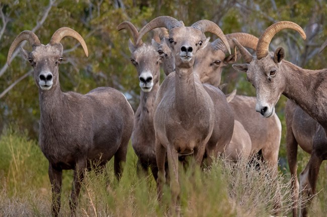 Closeup view of six desert bighorn sheep looking toward the camera.