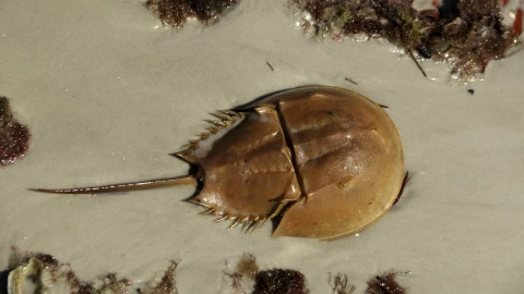 A horseshoe crab on beach sand.
