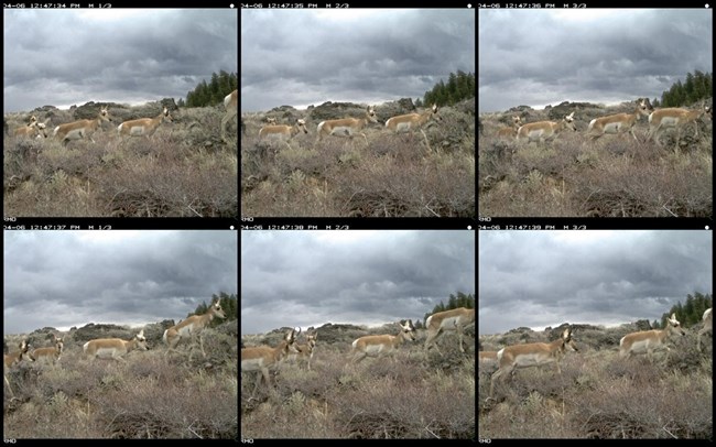 A photo series of 6 photos. There are 4 pronghorn traveling across the series that can be distinguished by certain identifying marks.