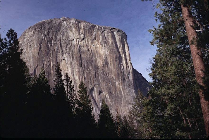 El Capitan framed by tall trees with a blue sky in the background.