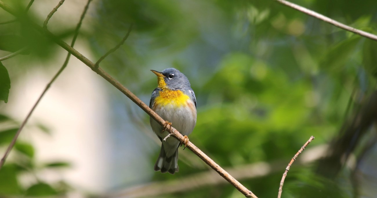 A yellow bird.