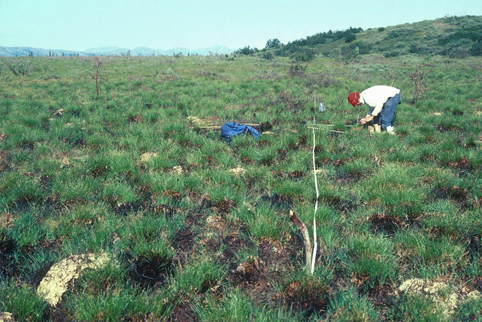 A person with measuring tools bending over tussocks.