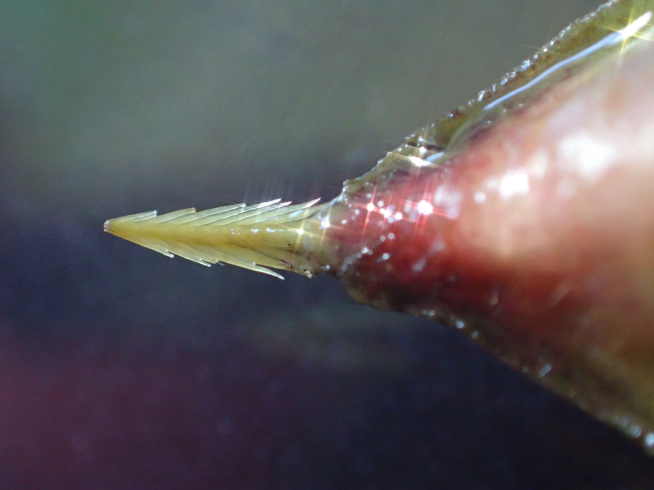 A light green barb protrudes from a triangular pink mass.