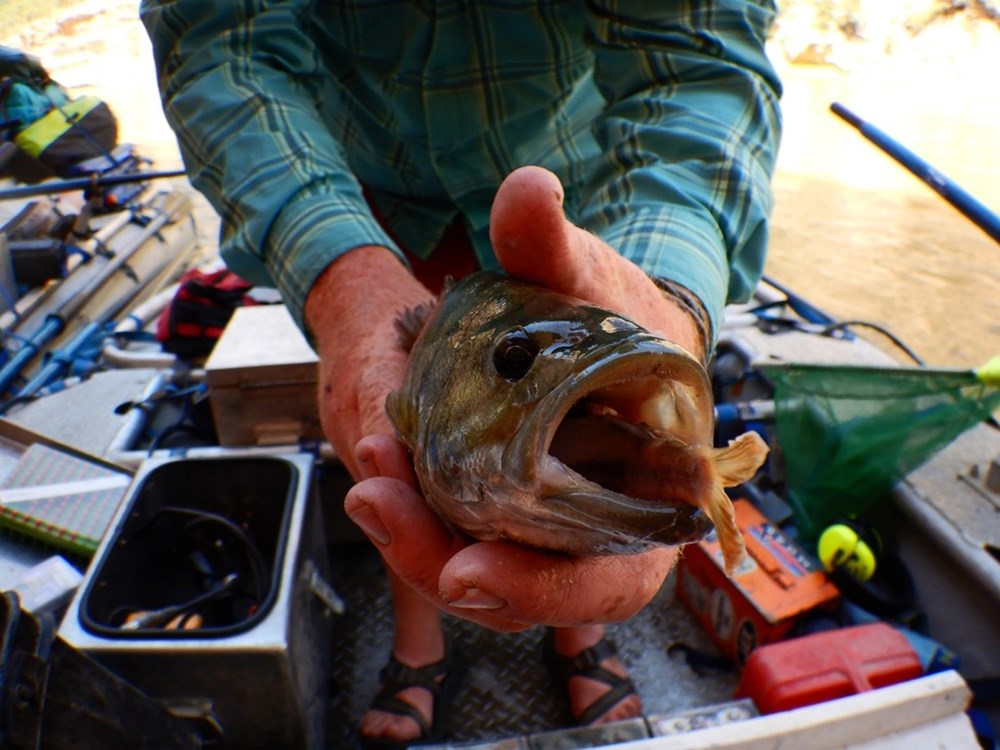 A researcher holds a smallmouth bass that has a small fish in its mouth.