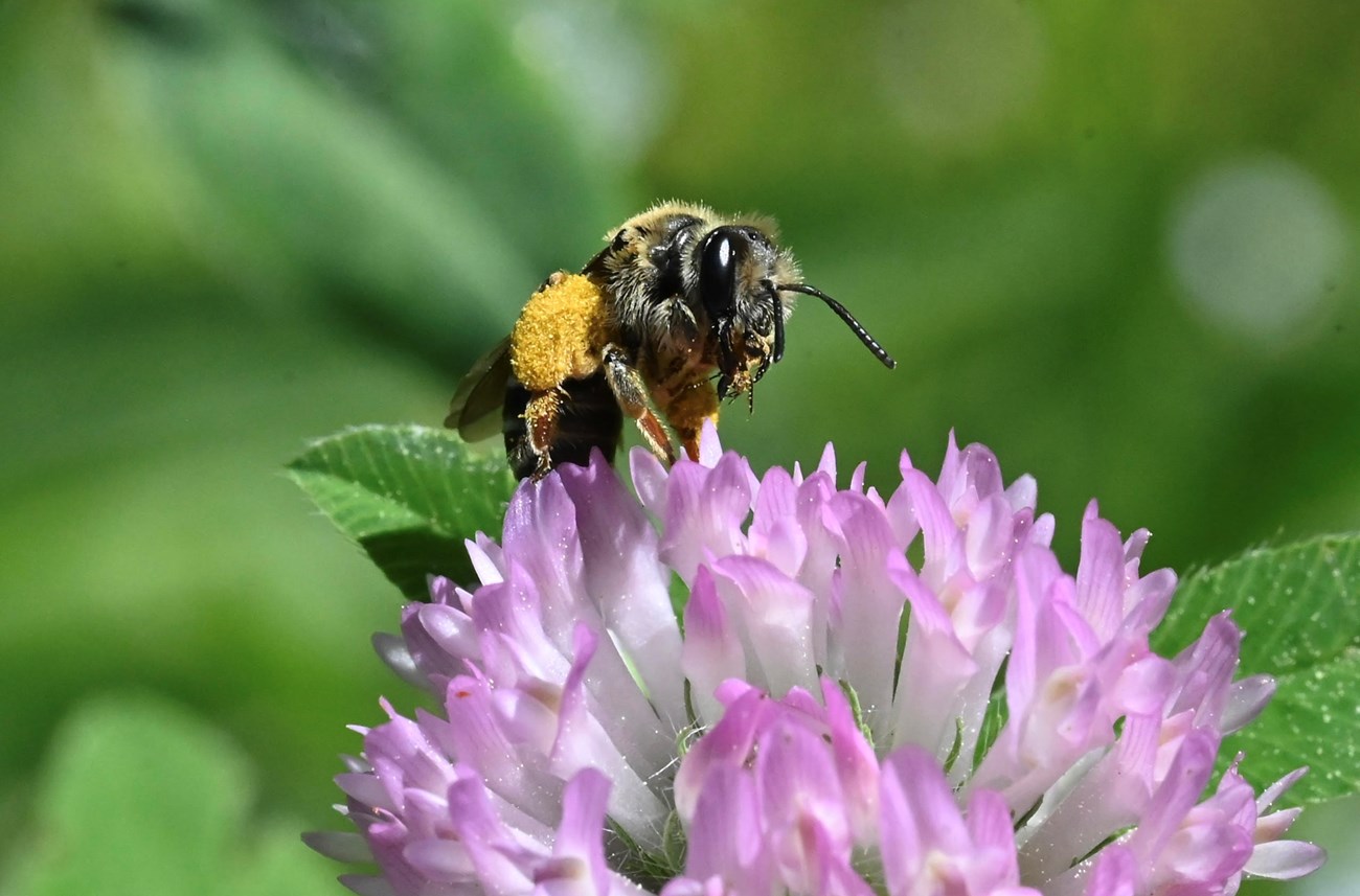 A bee laden with pollen sits atop a purple flower.