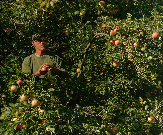 Jim Kelderhouse holds an apple, surrounded by the leafy branches of an apple tree with hanging fruit