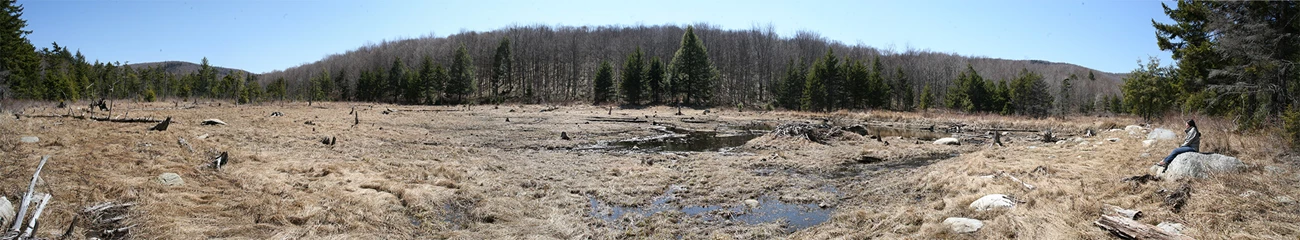 A beaver meadow of tree stumps and grasses
