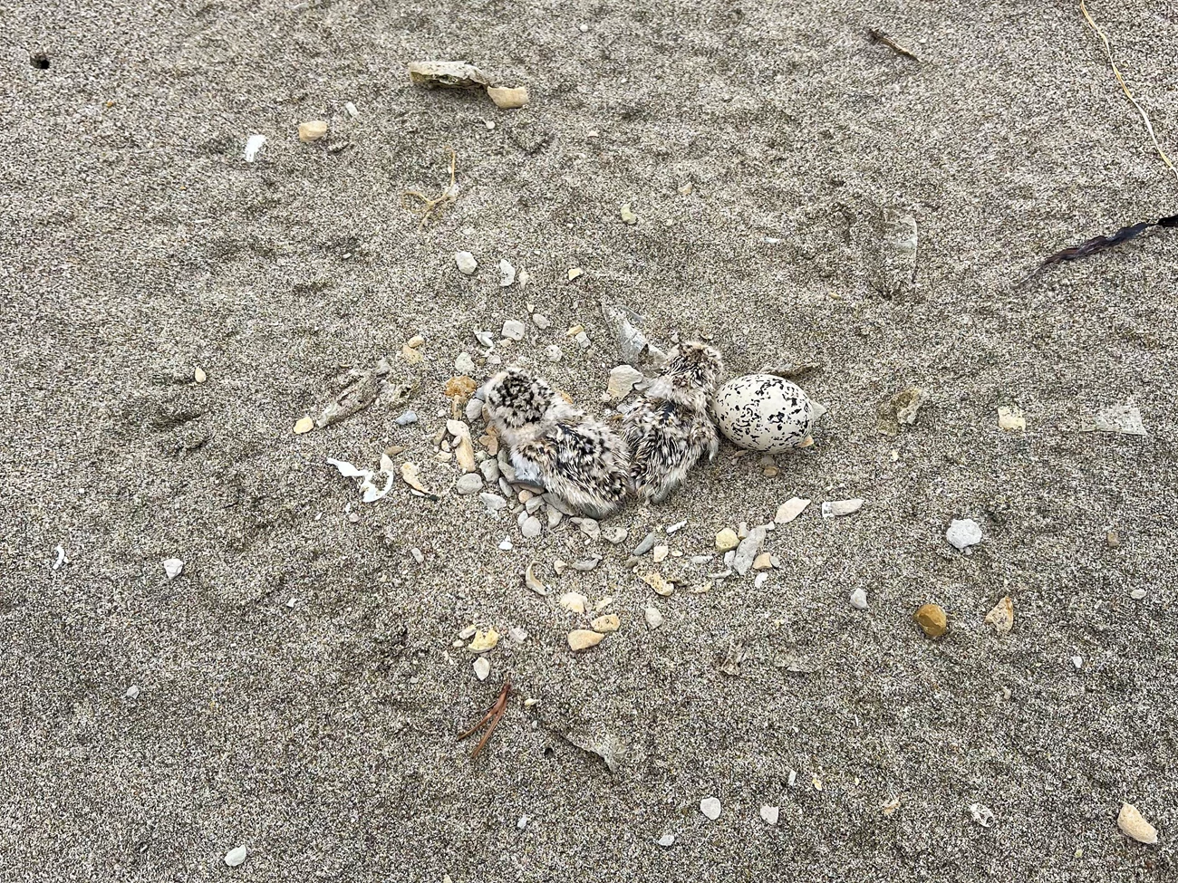 Two newly hatched snowy plover chicks next to a still-intact egg in a shallow sandy depression lined with large pebbles. Both the chicks and the egg are a mix of light and dark, blending in with the speckled sand.
