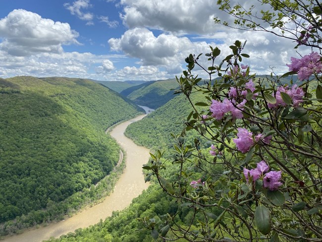 A view of the river from an overlook with rhododendron blooming.