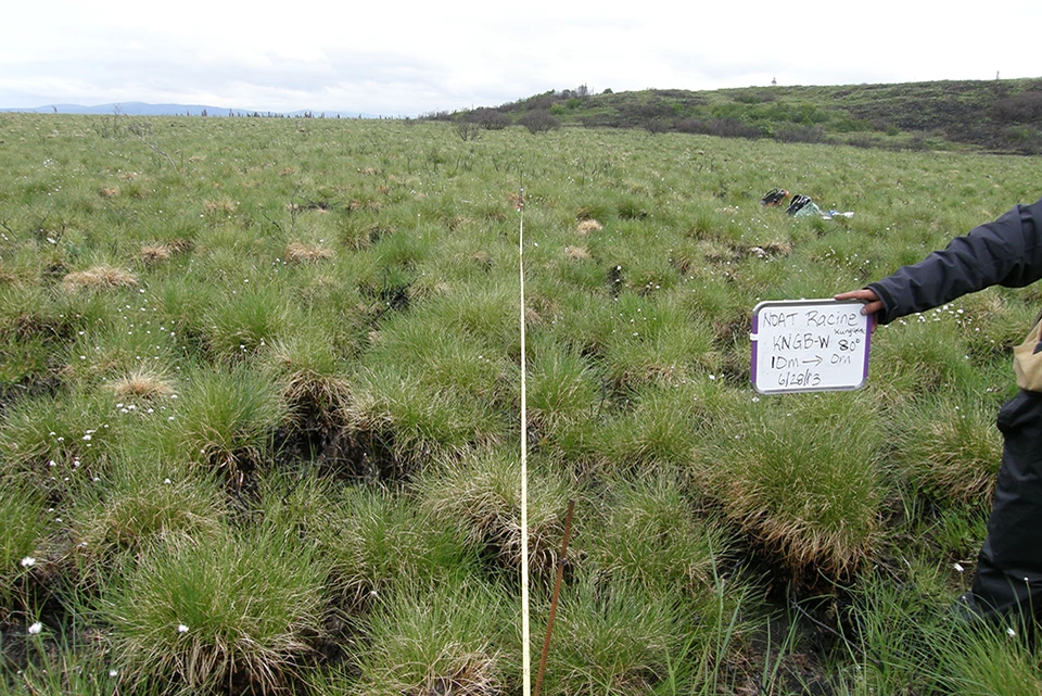 A person with measuring tools bending over tussocks.