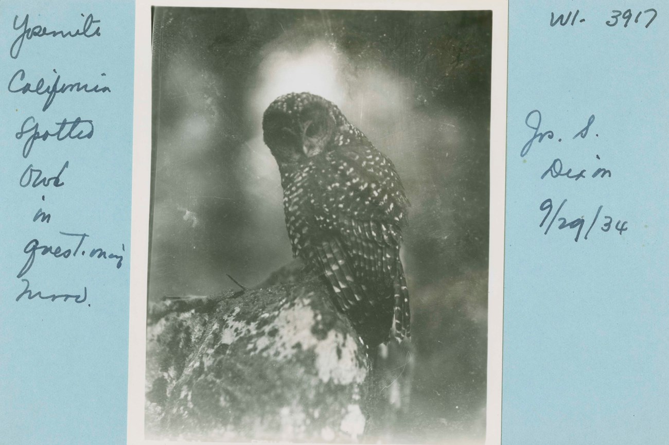 Historical photo from 1934 of a brown owl with white spots on body. Text written next to photo reads, "Yosemite California spotted owl in questioning mood."