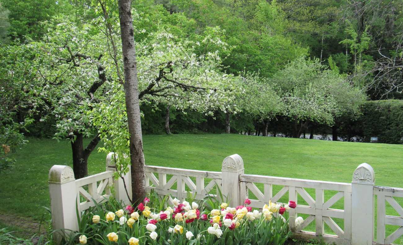 A row of apple trees is partly visible, growing in a grassy area near a hedge and other trees. Tulips bloom beside a white lattice fence in the foreground.