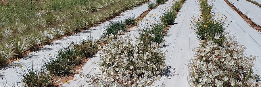 Flowering plants, grasses, and forbs planted in rows of red earth with white cloth between rows.