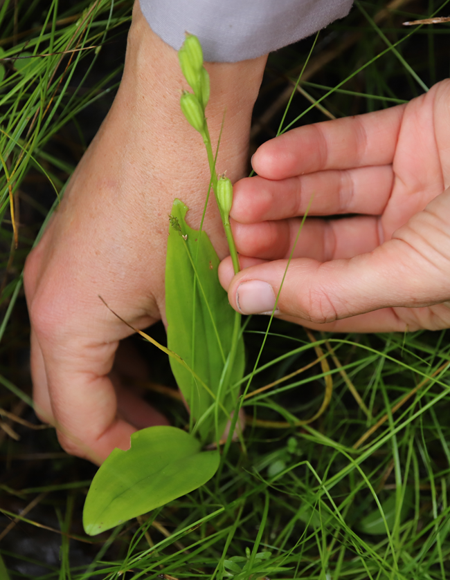 Two hands hold a plant near the grassy ground. The plant has two broad, oval-shaped leaves. Near the top of the stalk are five oblong buds.