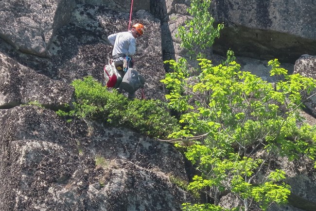 A ranger in an orange helmet hangs from a rope on a sheer cliff face
