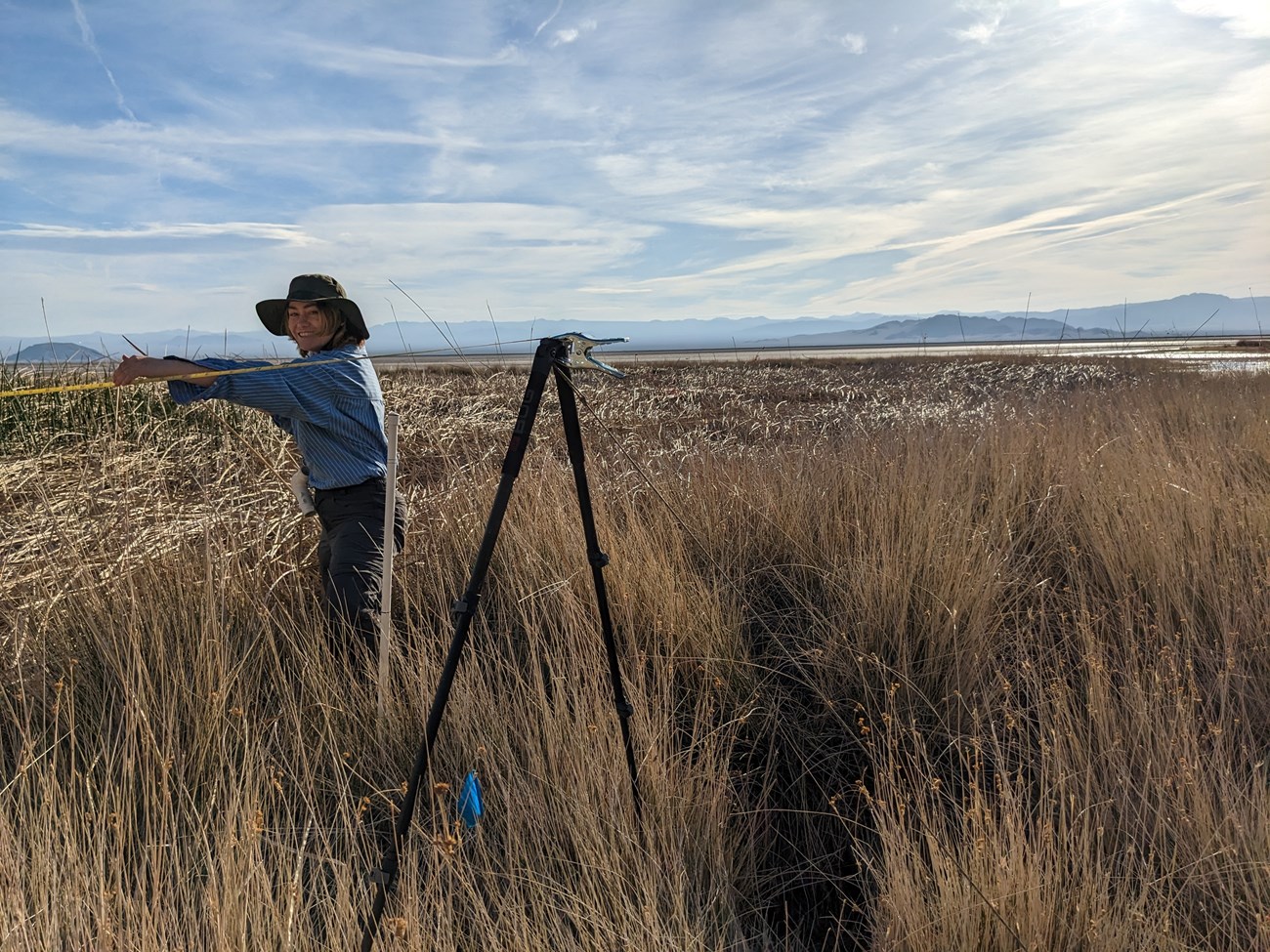 Woman stretches a meter tape into desert springs vegetation from an elevated pole to keep it above the dense vegetation.