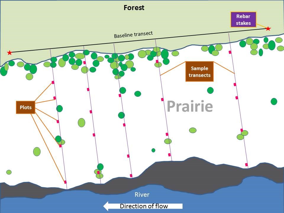 Example diagram showing monitoring transects and plots relative to the prairie and river.