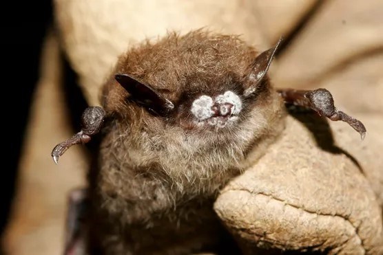 A close up of a small brown bat with white fungus covering its snout.