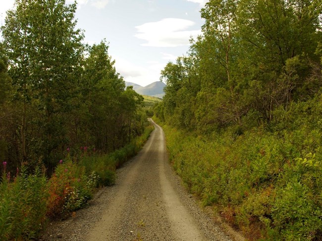 An unpaved two-track road framed by trees, leading toward distant mountains