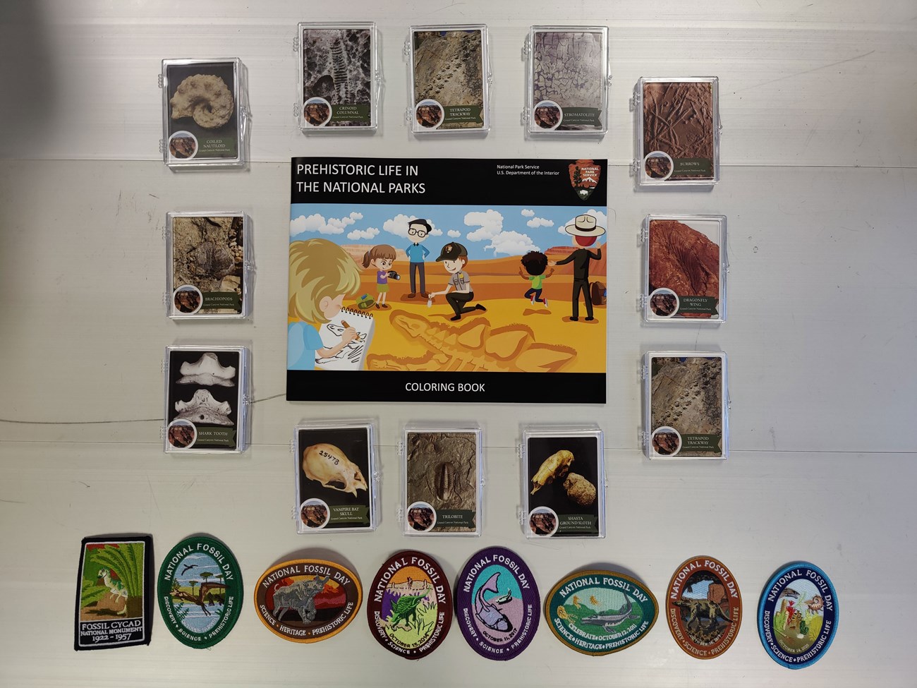 Photo of fossil education materials including a book, trading cards, and patches.