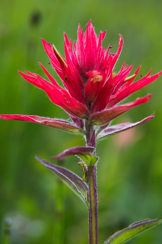 Flower with bright red petals sticking out of a purple stem.