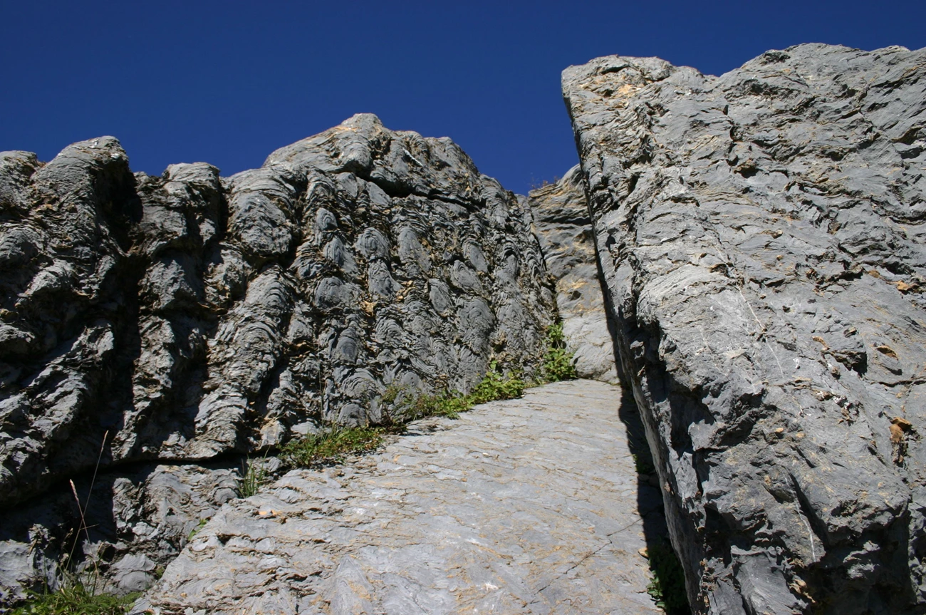 Siyeh Formation bioherm located along the Highline Trail