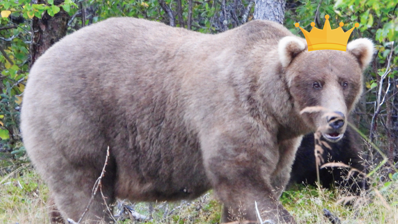 a very large, fat bear with a photoshopped crown