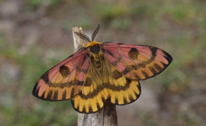A moth, with colors fading from red to yellow and black antennae, rests on a stick or post.