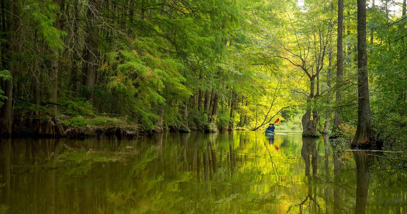 A body of water with cypress trees.