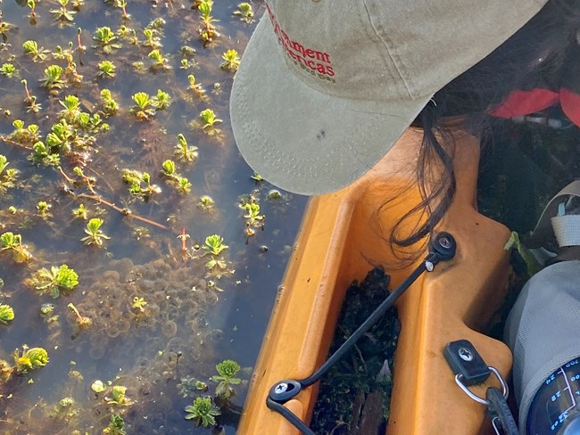Person looking down over the side of a kayak at a large egg mass among vegetation at the water's surface.