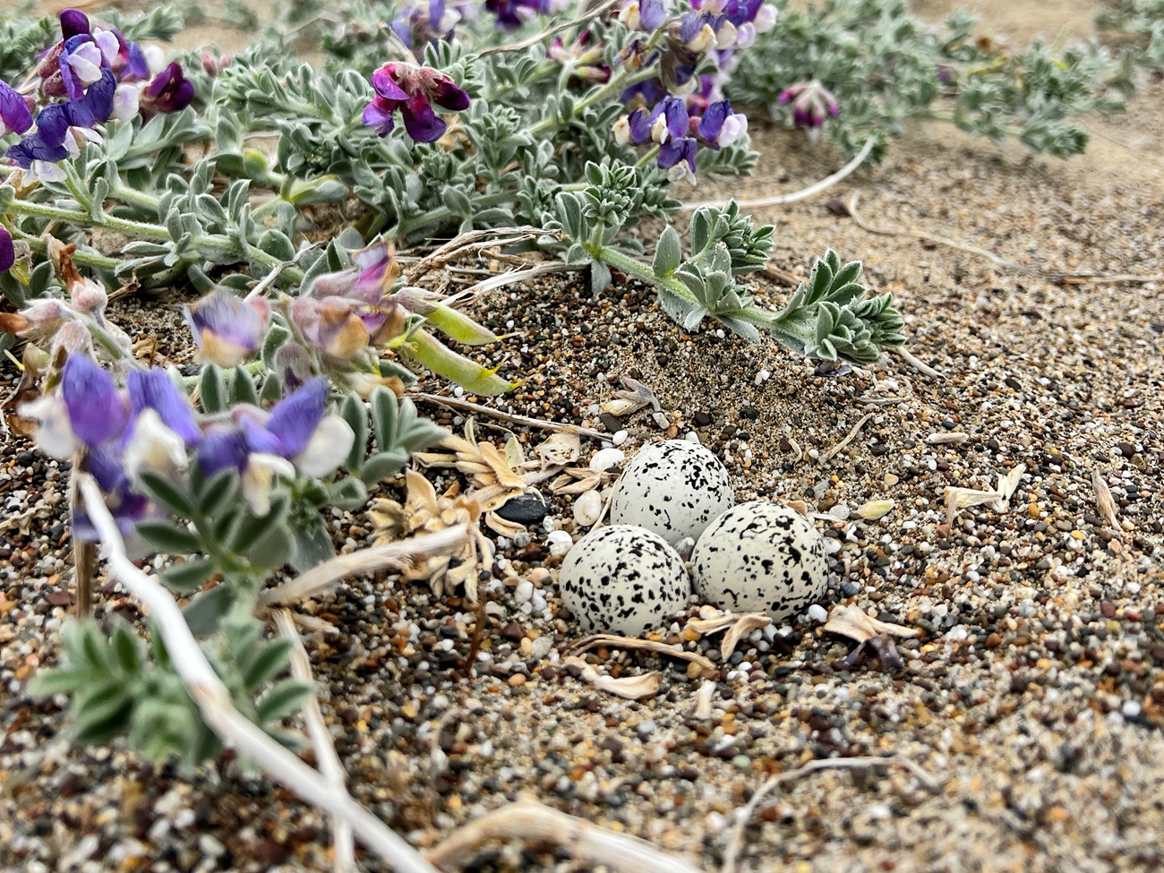 Three eggs, which are white and speckled with dark spots, are atop sand and pebbles. They are surrounded by a low-lying plant with purple flowers.