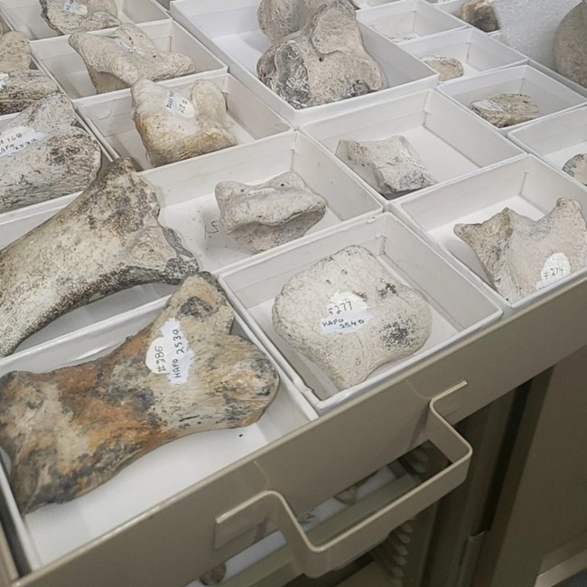 Metal dwarer filled with small boxes holding fossilized bone fragments