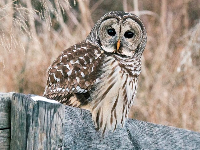 Medium-sized owl with dark eyes, pale chest with vertical, brown stripes, and white blotches on brown back.