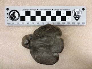 A small dark brown stone-like figure in the shape of a bird on its back, beak pointing up and wings spread to its side.