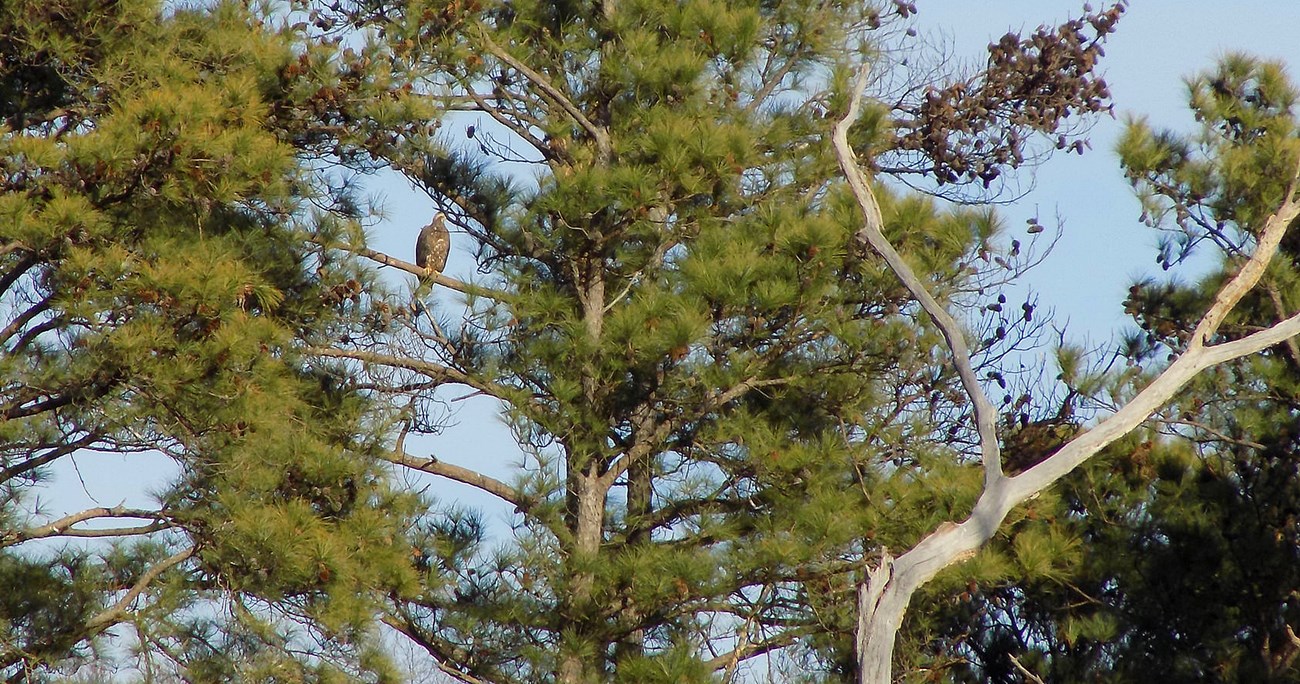 An eagle in a tree.