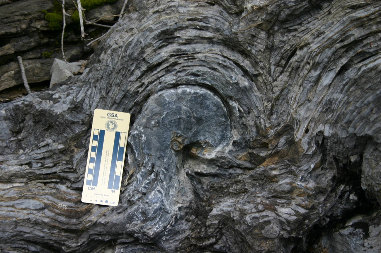 Siyeh Formation