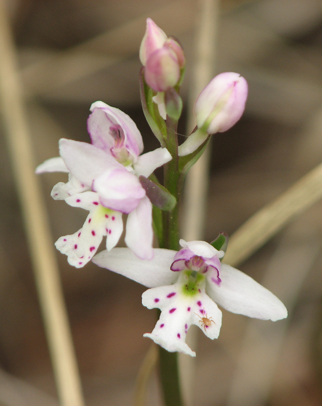 Two blooming flowers on a stalk with two closed buds. The open flowers are white with a green center. There is a light pink blush on the outside of the four petals. The bottom-most petal has three lobes and pink spots.