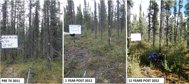 3 photos of the same plot of land shown pre-treatment in 2011, 1 year post treatment in 2012, and 11 years post treatment in 2022, with varying levels of vegetation growth