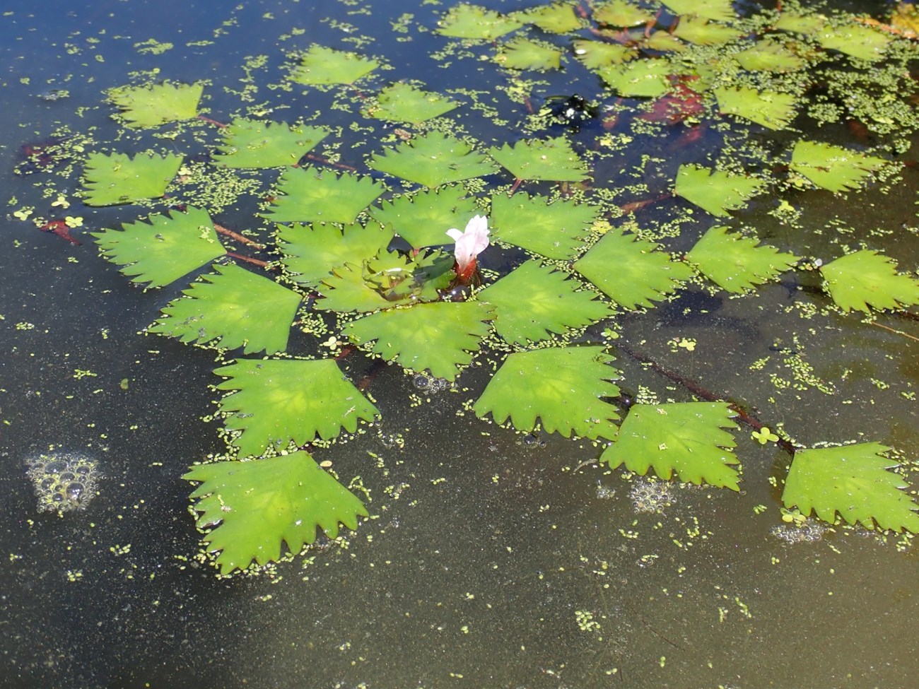 Diamond shaped green leaves float on water around a small pink flower