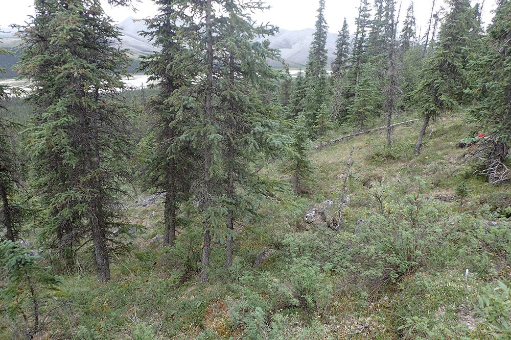 A northern boreal forest.